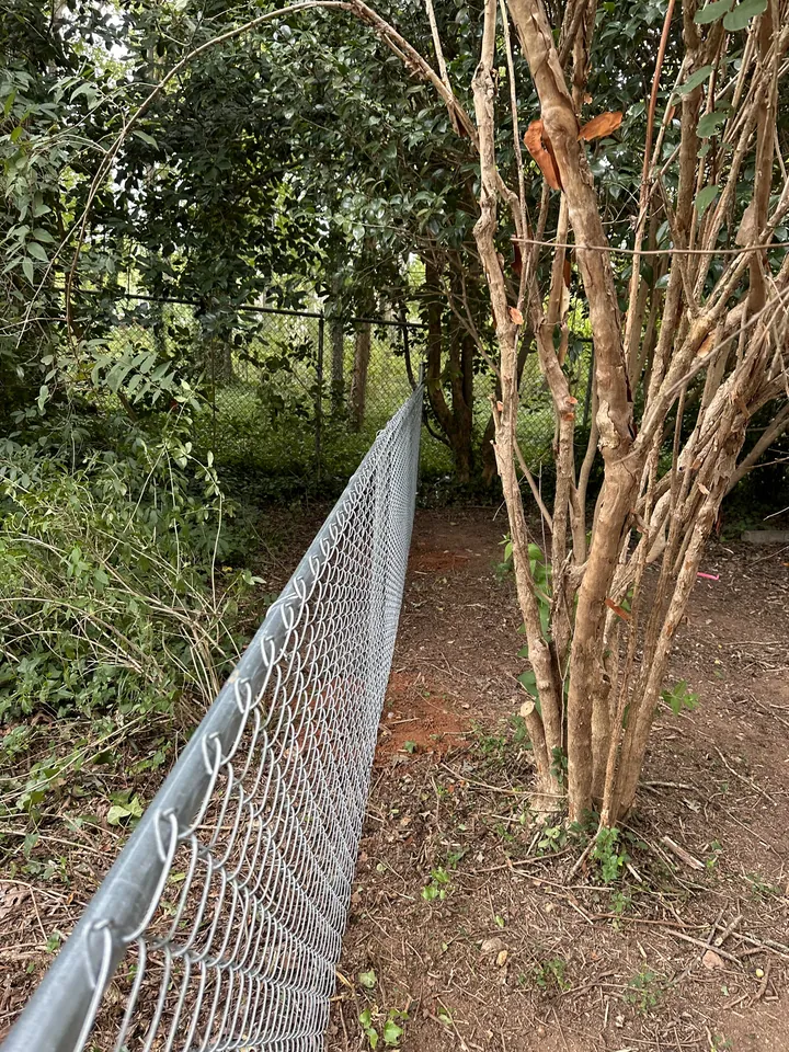 Galvanized chain link fence beside a crape myrtle tree.